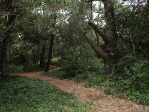 RESERVA PINAR DEL NORTE