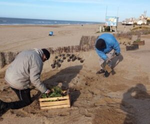 JORNADA DE FIJACIÓN DE MÉDANOS JUNTO AL VIVERO MUNICIPAL Y MEDIO AMBIENTE