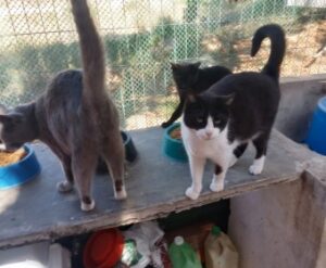 ZOONOSIS REALIZÓ UN OPERATIVO DE VACUNACIÓN EN UN REFUGIO PARA GATOS