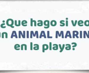 ¿QUÉ HACER SI ESTE VERANO VEMOS ANIMALES MARINOS EN LA COSTA DEL MAR?