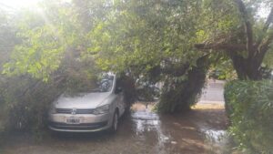 Viento en el sur: Un árbol cayó sobre un auto y otro sobre la fachada de un hotel