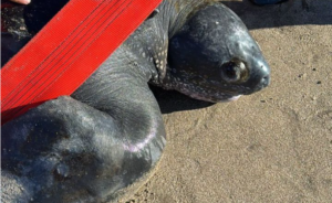 Rescatan a una tortuga marina en nuestras costas