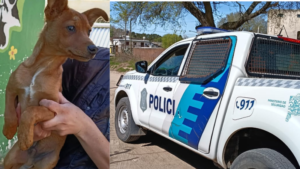 Rescataron a un cachorro de dos meses por incumplir su adopción